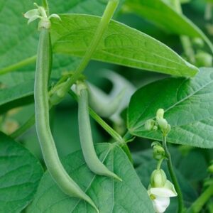 bean (climbing French) Blue Lake