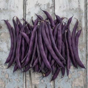 bean (climbing French) Trionfo Violetto