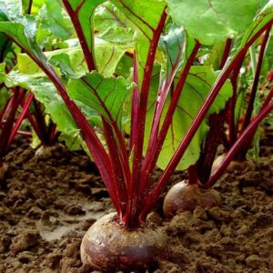 beetroot Boltardy