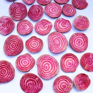 beetroot beetroot of Chioggia