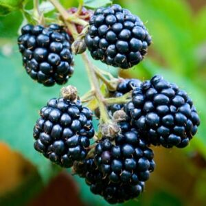 blackberry Loch Ness