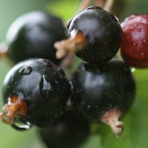 blackcurrant Ben Connan
