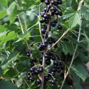 blackcurrant Big Ben (PBR)