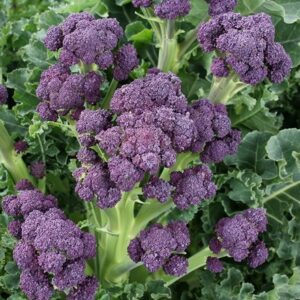 broccoli (purple sprouting) Claret F1