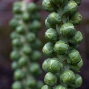 brussels sprouts Brodie F1