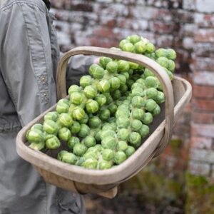 brussels sprouts Maximus F1