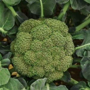 calabrese (broccoli) Green Magic F1