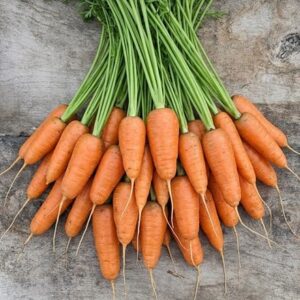 carrot Chantenay Royal