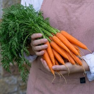 carrot Early Nantes