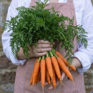 carrot Flyaway F1