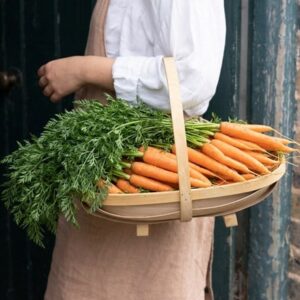 carrot Nantese of Venice