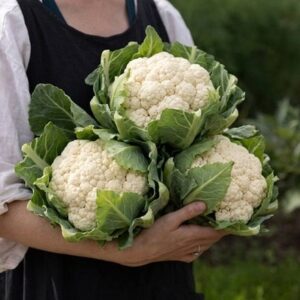 cauliflower Igloo