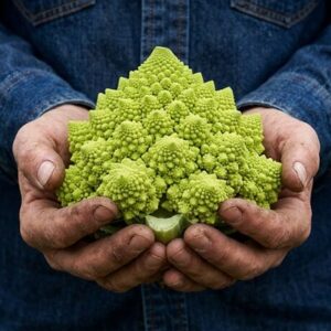 cauliflower Romanesco