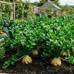 celeriac Prinz