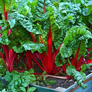 chard Rhubarb Chard
