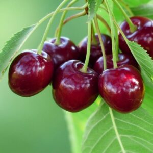 cherry Bigarreau Burlat