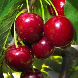 cherry Celeste ('Sumpaca') (PBR)