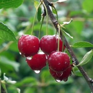 cherry Karina