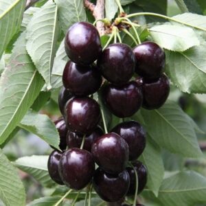 cherry Kordia