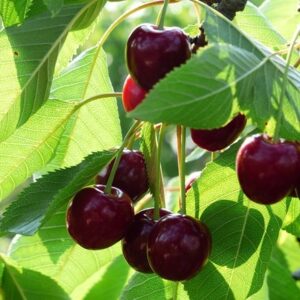 cherry Lapins