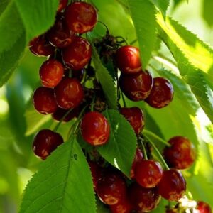 cherry Merchant