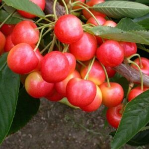 cherry Stardust ('13-7-70') (PBR)