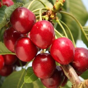 cherry Summer Sun