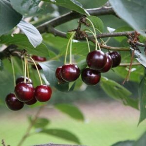 cherry Sunburst