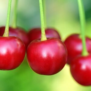 cherry Van