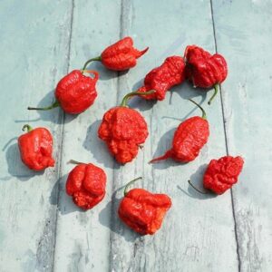 chilli Carolina Reaper
