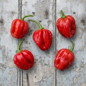 chilli Scotch Bonnet