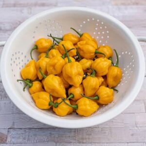 chilli Trinidad Perfume