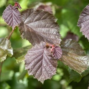 cobnut Rotblättrige Zellernuss