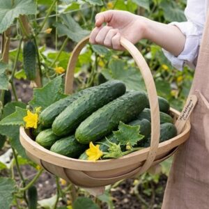 cucumber Burpless Tasty Green F1