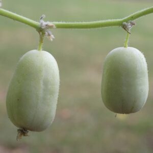 cucumber Crystal Lemon