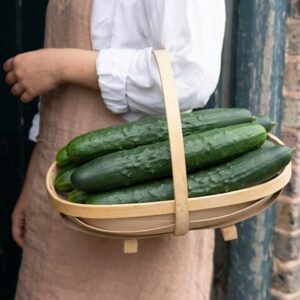 cucumber Marketmore