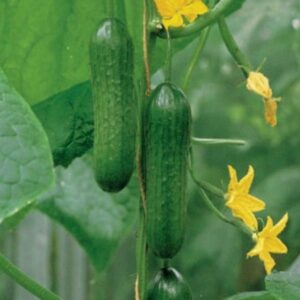 cucumber Passandra F1