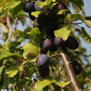 damson Damson Sweet Prune