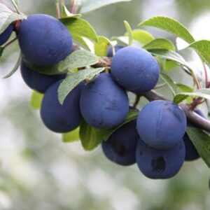 damson Farleigh