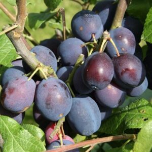 damson Merryweather Damson