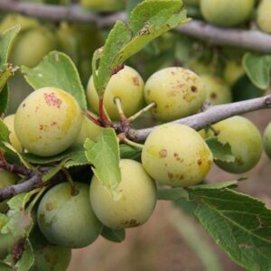 damson Mirabelle de Nancy