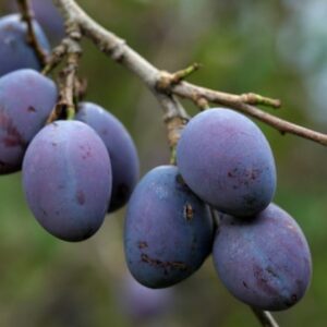 damson Prune Damson