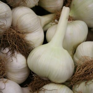 garlic Elephant