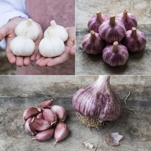 garlic 'The French' collection for spring planting