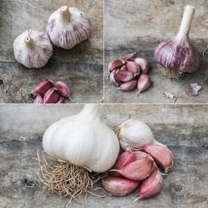 garlic The connoisseurs collection for autumn planting