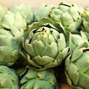 globe artichoke Cynara cardunculus Scolymus Group