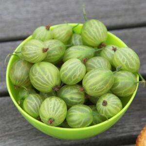 gooseberry Invicta