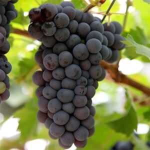grape Black Hamburg