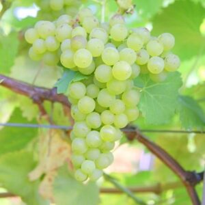 grape Chardonnay