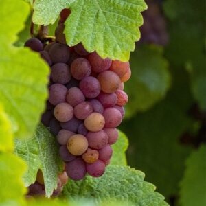 grape Crimson Seedless